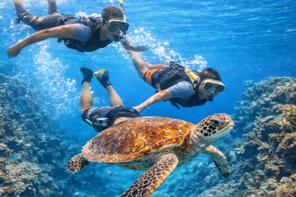 ウミガメシュノーケリングツアー